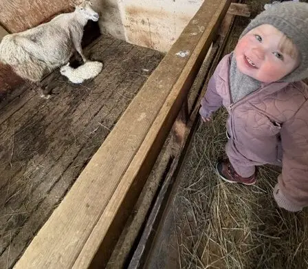 Ljósmynd af barni í fjárhúsi